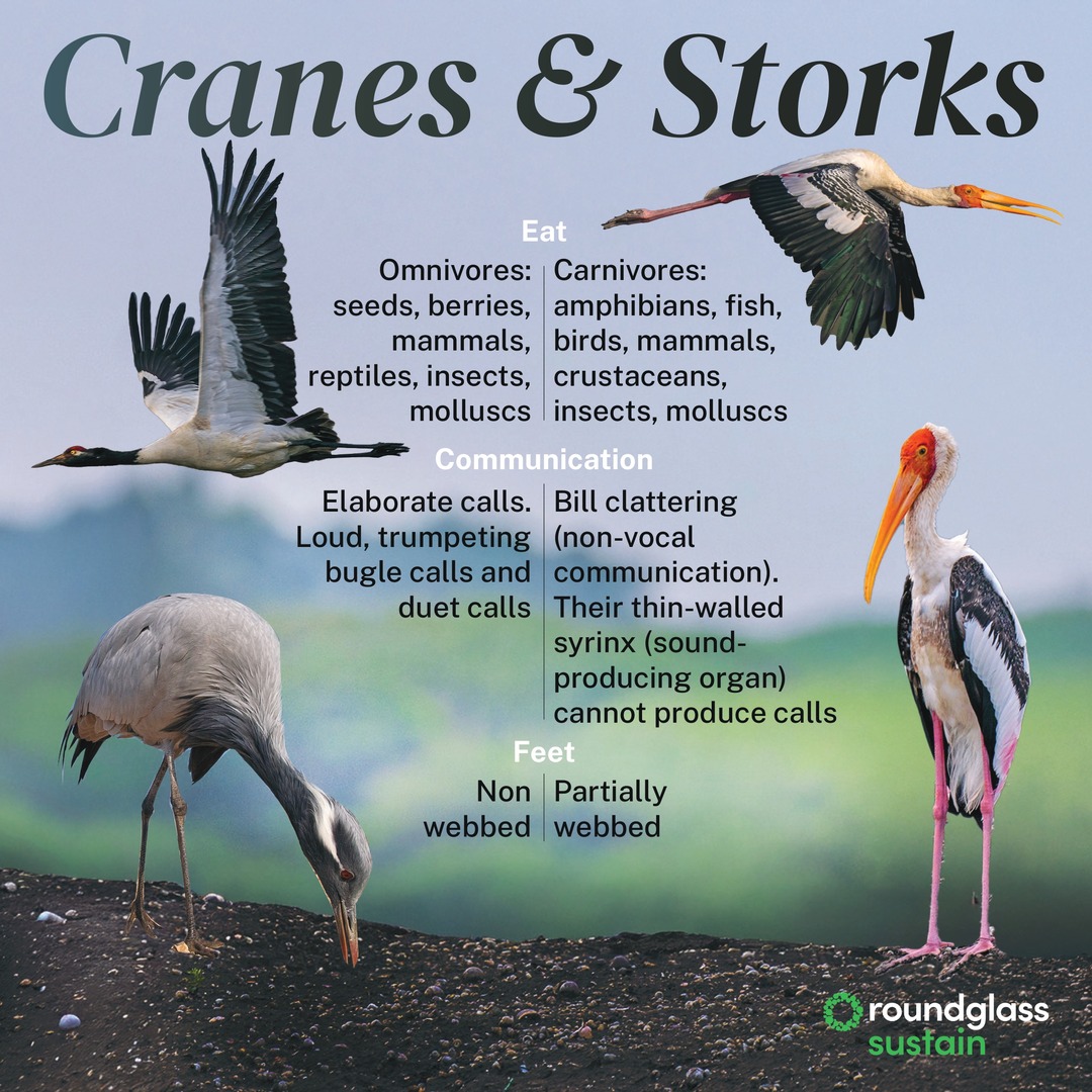 RGSustain1's tweet photo. Cranes and storks may look similar at first glance, but they’re easy to tell apart once you know what to look for.
Swipe to spot the differences and learn more.
#BirdIdentification #CranesAndStorks #IndianBirds #WildlifeExplained https://t.co/tPkJyuWOj3