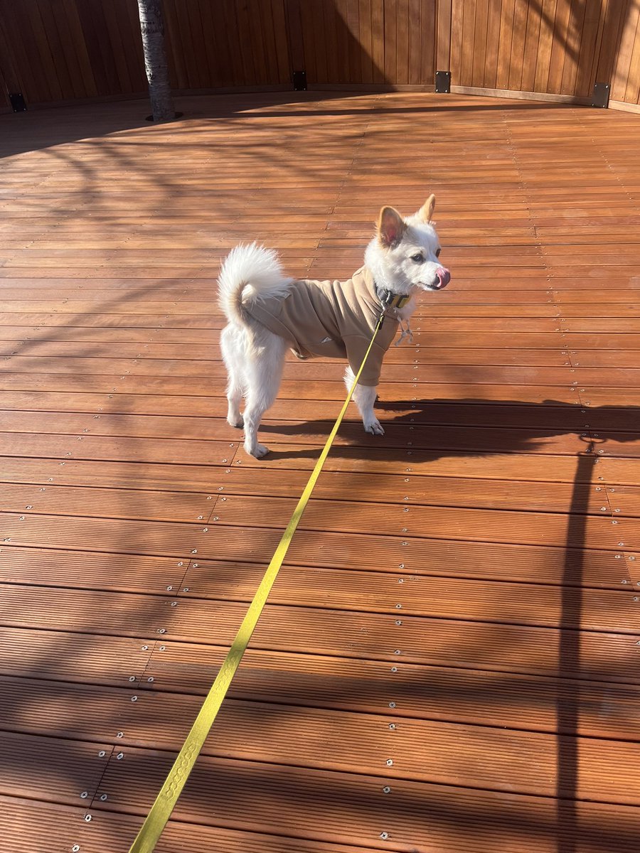 BOM_HACHI's tweet photo. 무�� 깔 강아지 https://t.co/RcdIZH1lQG