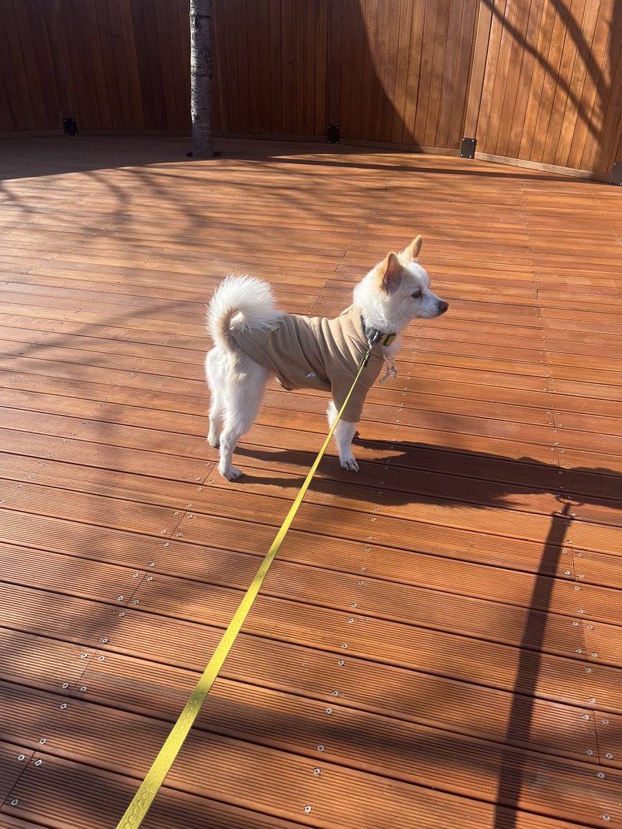 BOM_HACHI's tweet photo. 무�� 깔 강아지 https://t.co/RcdIZH1lQG
