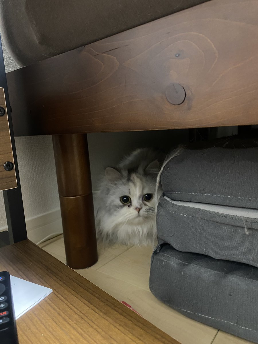 ママが掃除してるから隠れてるにゃ！