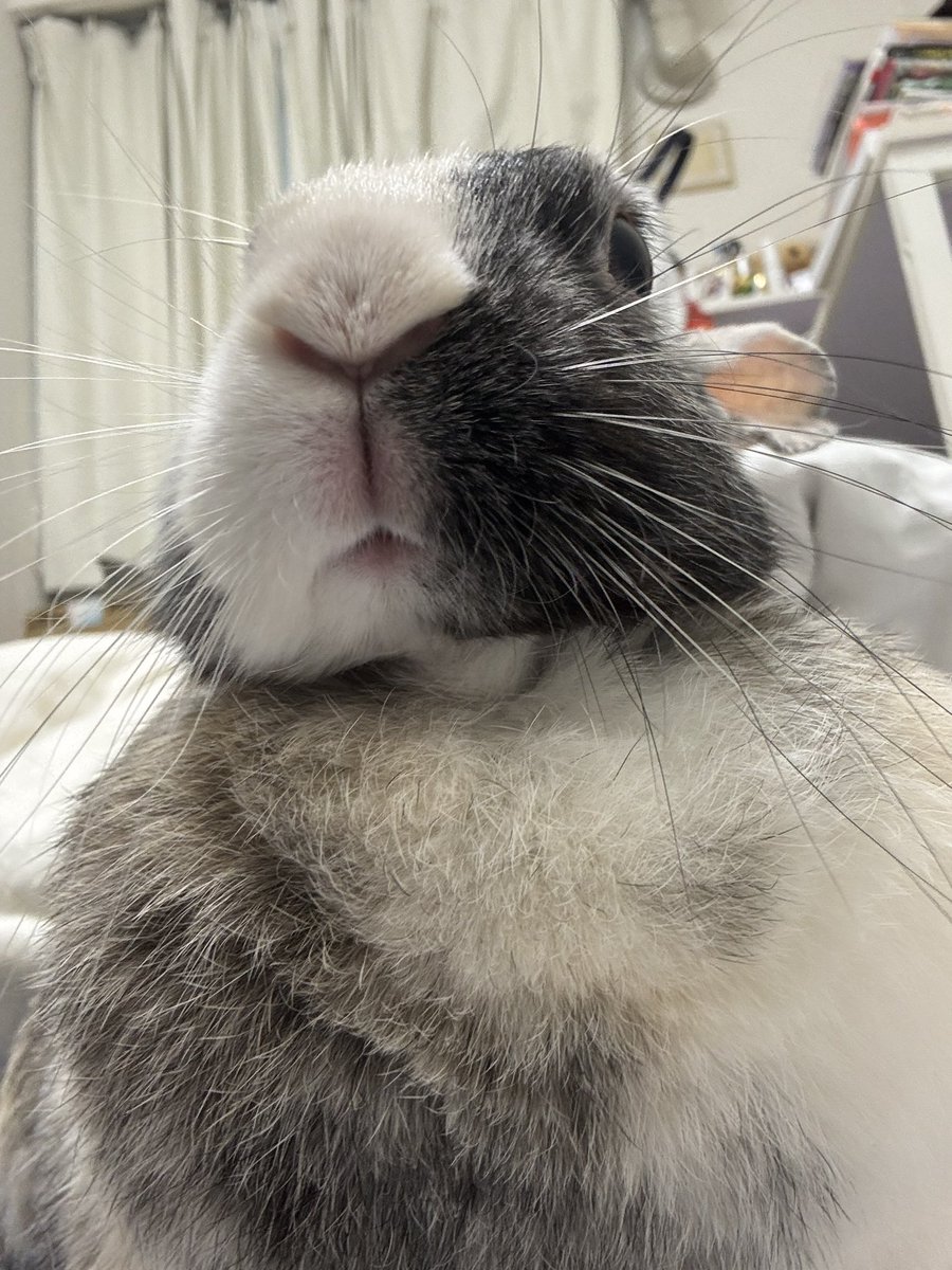 Post by うさぎのモカ on X: これですね。