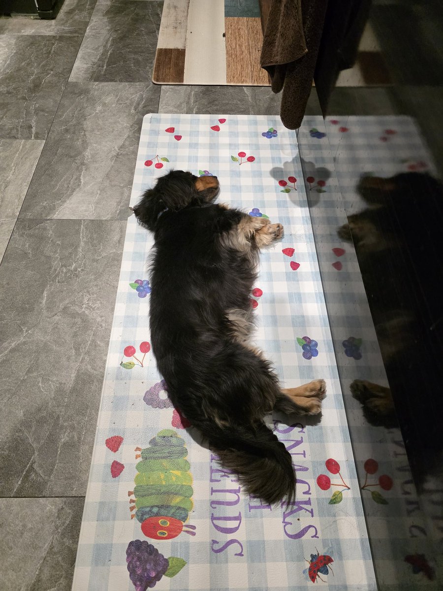 階段登ったはいいけど
降りられなくなったイッヌ(7キロ超)
と
飼い主ご飯食べてて構ってくれなくて拗ねてるイッヌ(長さワイドトイレ以上)