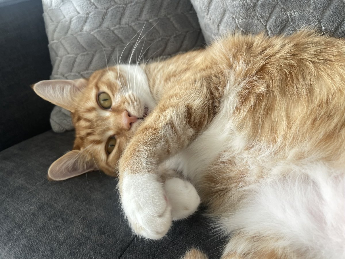 krimothy tweet media