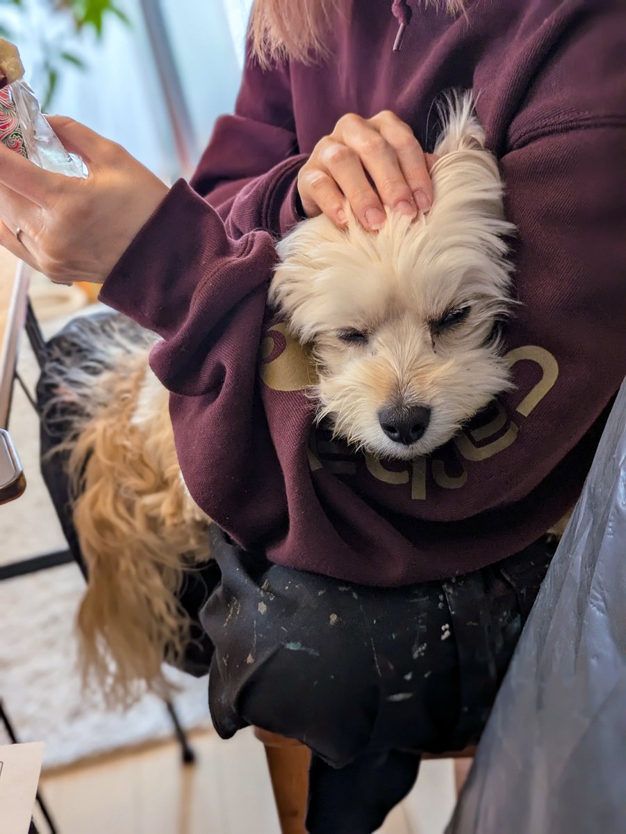 お散歩中、自分より小さき犬にギャン吠えされてピィ〜言うてた犬