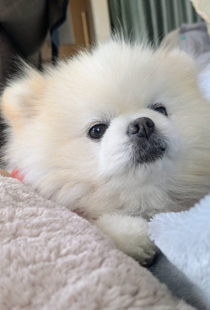 Lefrancルフラン tweet media