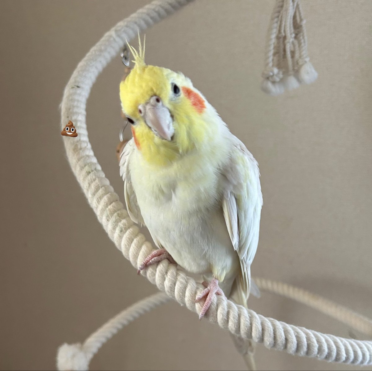 今日のぷりん

今日のハイポーズ📷✨ 
もう分かってるとしか思えなくなった🤣

 #キメ顔 #オカメインコ