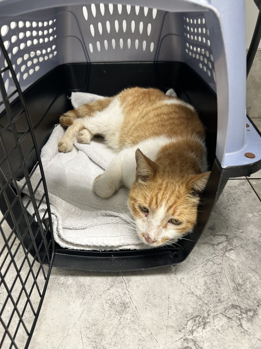 Dad sed if I wuz a good boy at the V-E-T he’d give me Churu and Dreamies, but dey poked me with da pointy stick and I’m not so sure it wuz worth it. 
#FIVCatsClub #Hedgewatch #FastAndFurriest