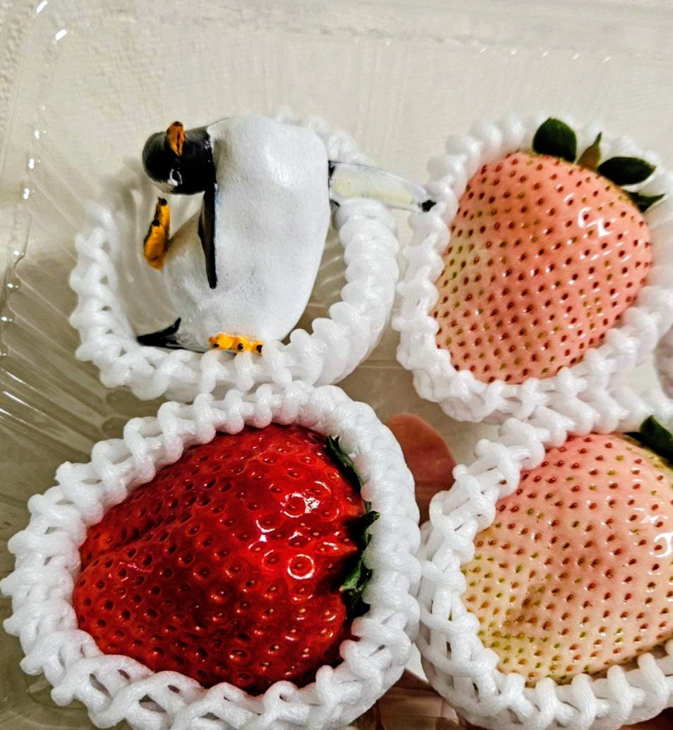 StudioPenguinLibra tweet media