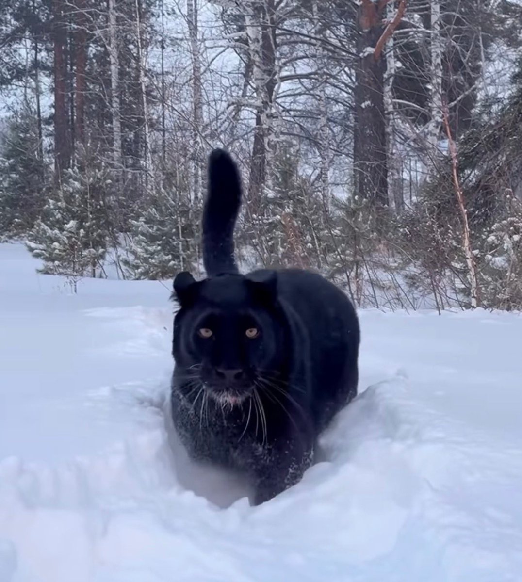 $LUNA is live.
Luna is a rescued black panther from Siberia.
22 Million followers.

A unique and long term project.  

CA:
ErvN7EvE2pPQqJoZNMLE9hkvyzTYzckueTdF3GCopump

join.pump.fun/HSag/x0kfqhud