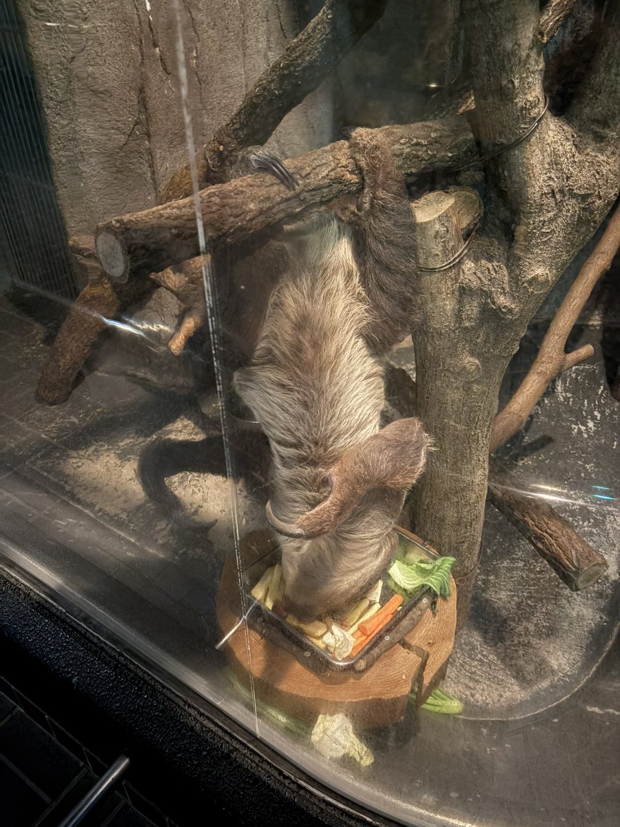 ナマケモノの食事シーン（お皿に顔を突っ込んでる）
薄暗さを感じないような写真が撮れるiPhone凄いな