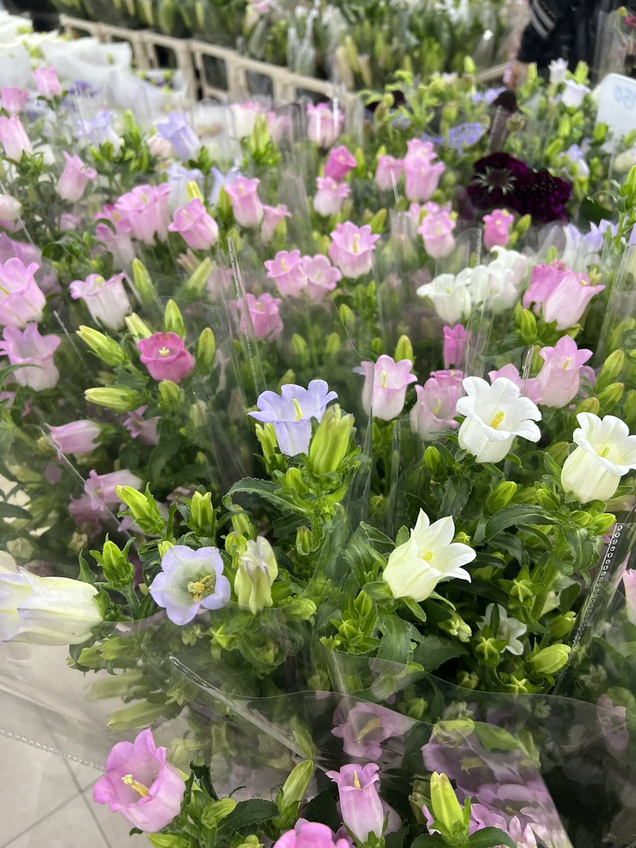random_petite's tweet photo. อัพเดทดอกไม้ที่ปากคลองเมื่อคืนนี้ 
🌺💐🌼🌷🌸🌻 https://t.co/zVrv7yn5vQ