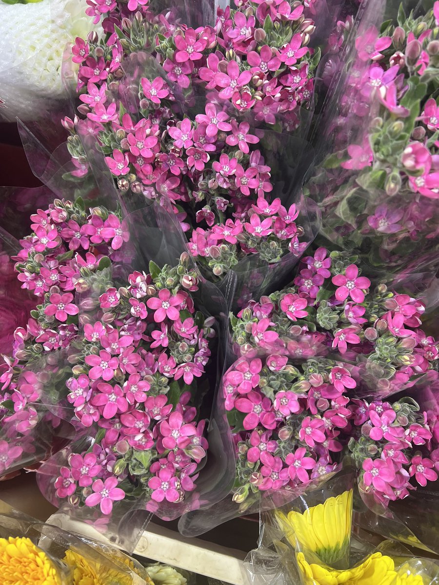 อัพเดทดอกไม้ที่ปากคลองเมื่อคืนนี้ 
🌺💐🌼🌷🌸🌻