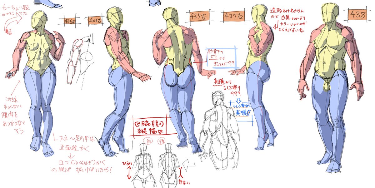 ポーズの美術解剖学の模写&素体暗記コツつかめてきた!💡 
