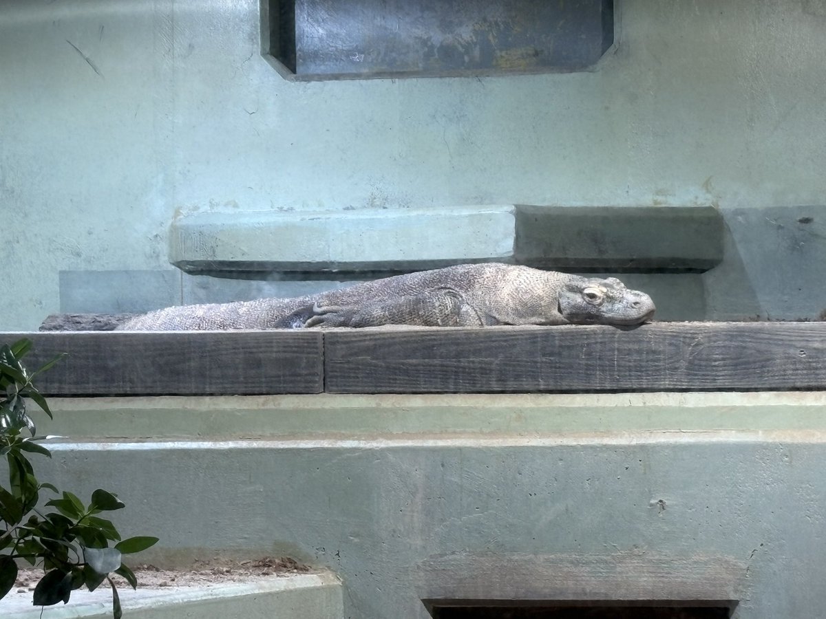 これがコモドドラゴン！
ドラゴンの威厳どこいった！