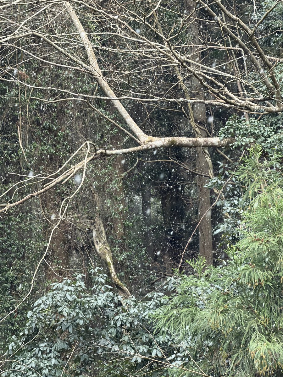 Wanaryman's tweet photo. 猟場も雪です。
猪動き出すかな？
#狩猟 #狩猟免許 #罠猟 #くくり罠 #ジビエ #猪 #イノシシ #鹿 https://t.co/218mqu3KGh
