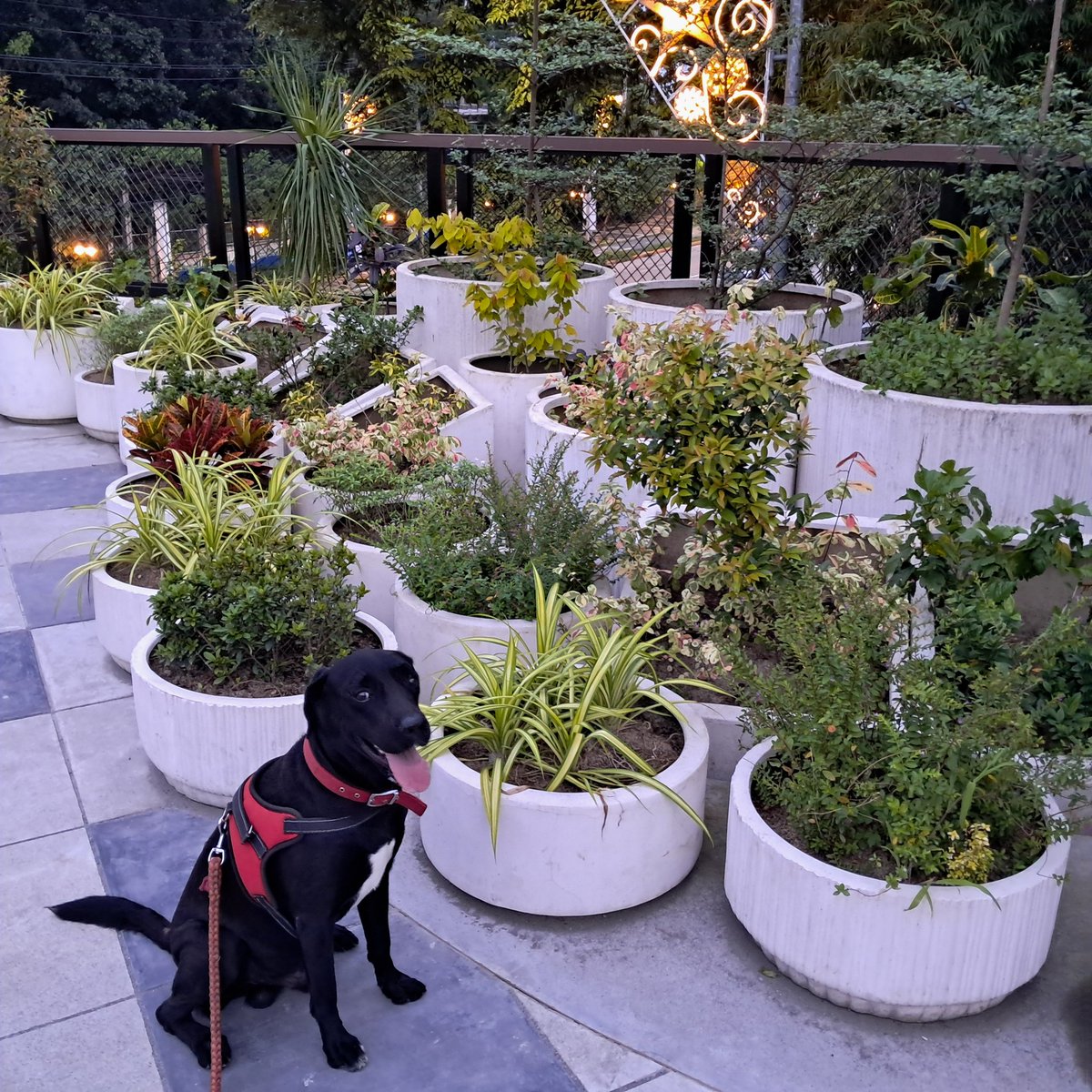 Kelev 🇨🇦 🇬🇧 🇵🇭 🇮🇱 tweet media