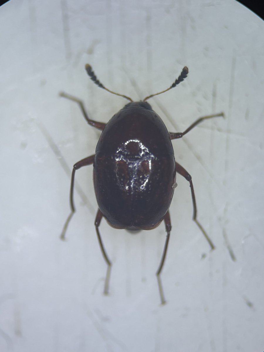 チュウジョウデオキノコムシ？
サクラデオキノコムシ
クメジマデオキノコムシ？