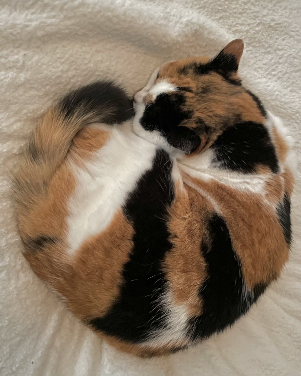 にゃんころもち (@sakura_nyancolo) / Posts / X