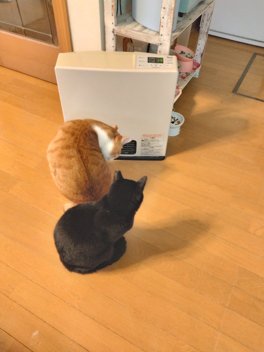 寒いにゃー #猫のいる暮らし