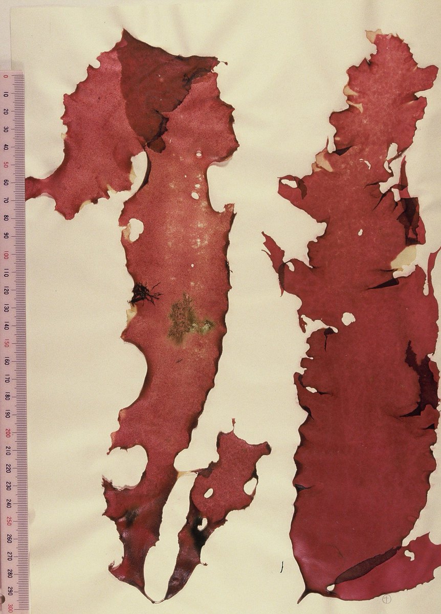 藻類よもやま話【第14回】 偶数回は、私の研究紹介。 海産内生緑藻