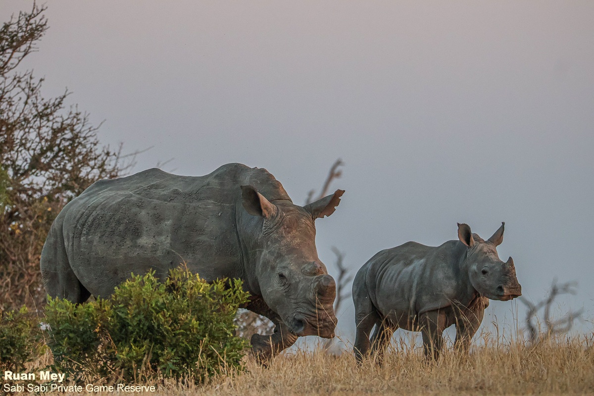 SabiSabiReserve's tweet image. While we paused for sundowners, admiring the African bush as it prepared for nightfall, a curious #rhino cow and her calf approached. We stood in silence, sharing an extraordinary moment that will remain etched in our memories for years to come. #safari #wildlife
