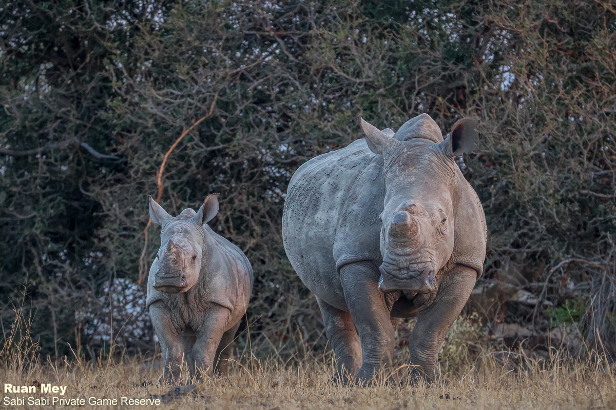 SabiSabiReserve's tweet image. While we paused for sundowners, admiring the African bush as it prepared for nightfall, a curious #rhino cow and her calf approached. We stood in silence, sharing an extraordinary moment that will remain etched in our memories for years to come. #safari #wildlife