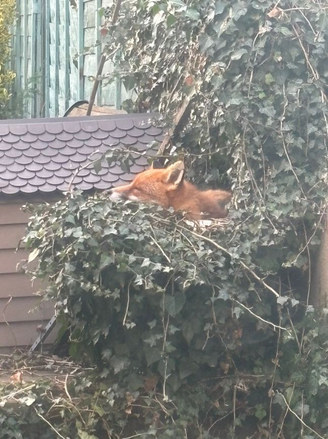 Chris Packham tweet media