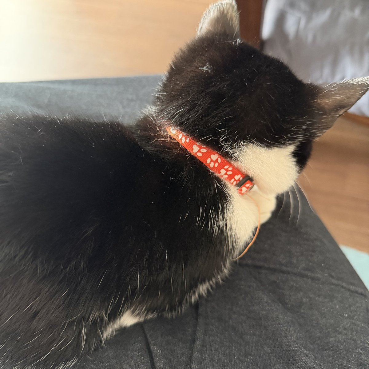 2026/02/01

海ちゃん、生後8ヶ月になりました。

毎日走り回って元気いっぱい。

相変わらず食いしん坊です♪

朝ごはんに出しておいた納豆食べたり、薄焼きサラダせんべい食べたり。。。

毎日元気でいてくれたら私は幸せです。

#ねこのいる生活 
#ハチワレ 
#こねこ部