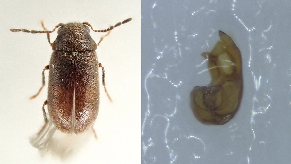 Ernobius

コガタマツシバンムシ
ニセコガタマツシバンムシ
ケシマツシバンムシ