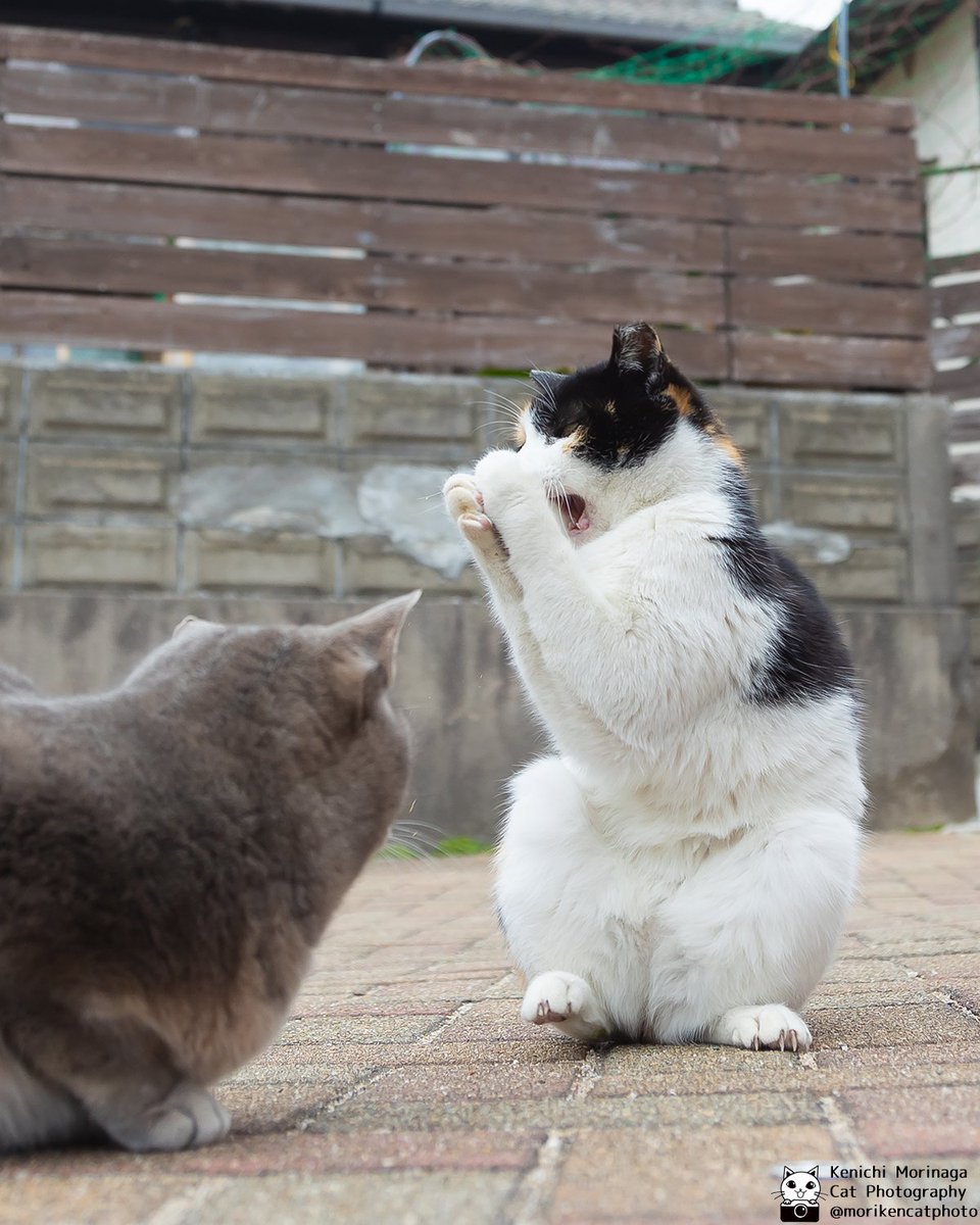 また恵方巻食べたい ※出遅れたけど、じいじは太巻き大好き😻 ※フォロー