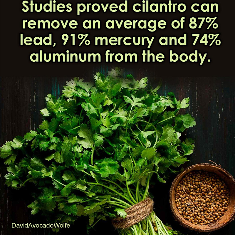 OrganicLiveFood's tweet photo. Cilantro helps remove parasites 🌿

A regular detox helps you to stay healthy!

CILANTRO is all you need, To cut out heavy metals, incorporate it into YOUR DIET; Limit your alcohol consumption, get plenty of sleep, stay hydrated, and eat a balanced diet of antioxidants