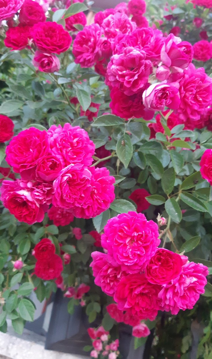 her mısrasını koklayarak okuduğum kitabın ortasında ki en güzel şiirdi'.. Senin adın
*ADAM *

O; ilk ve son hasretim "..