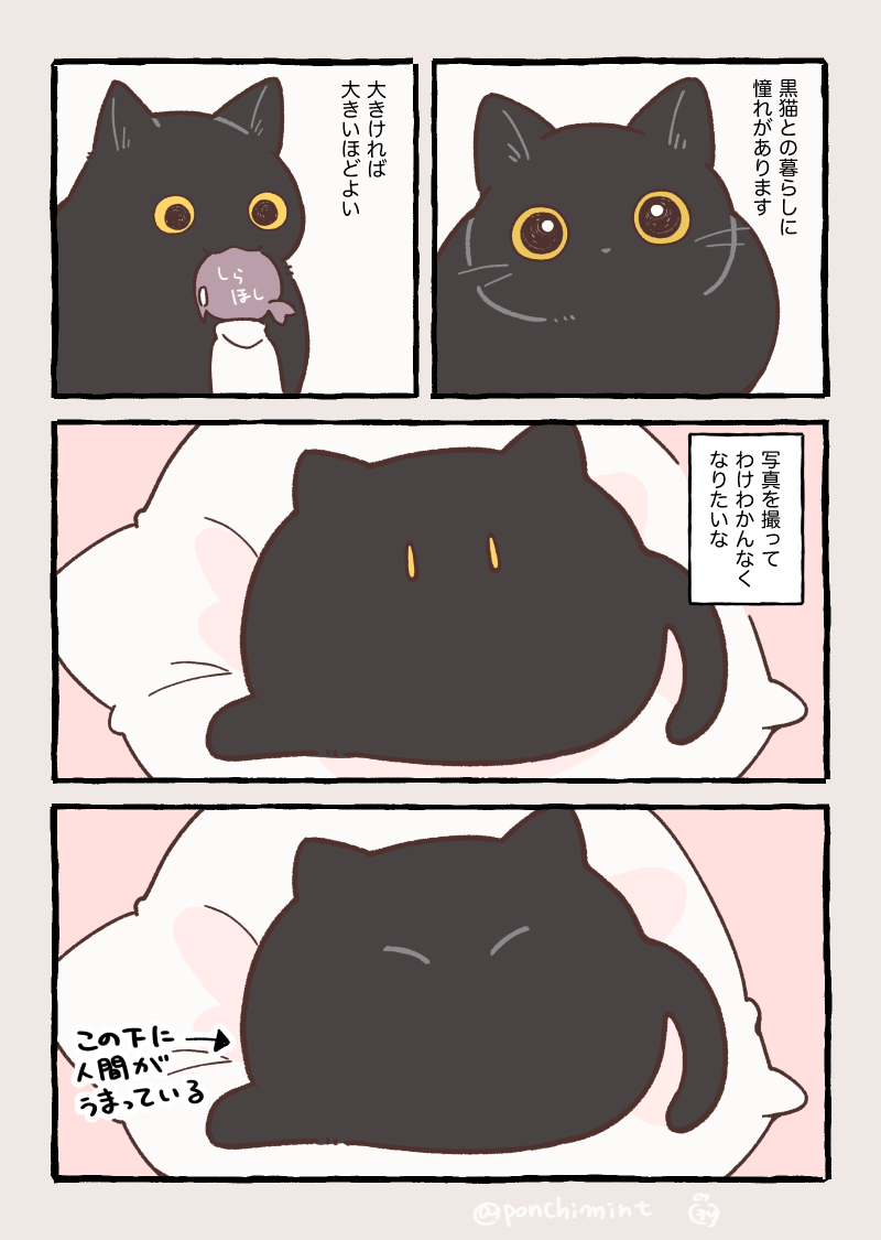 黒猫と暮らしてみたい話