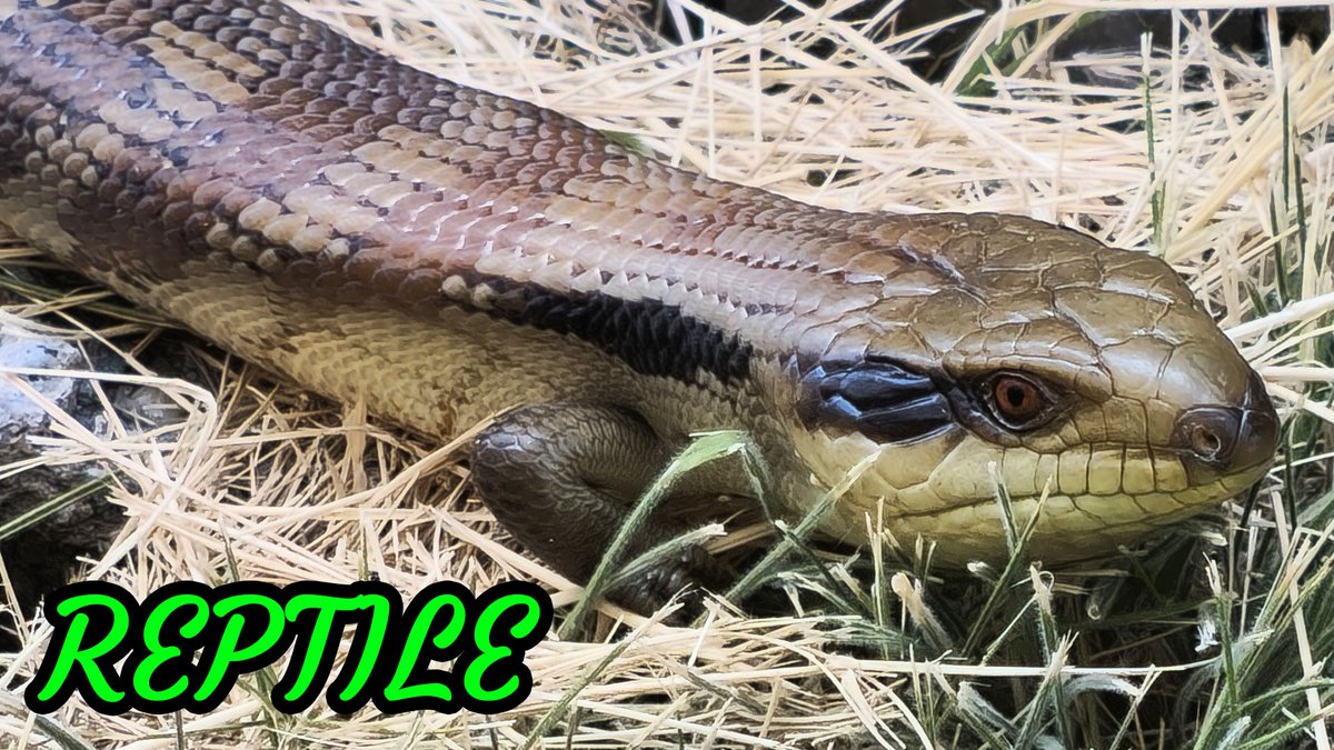 Reptile visited me this week, In my garden!