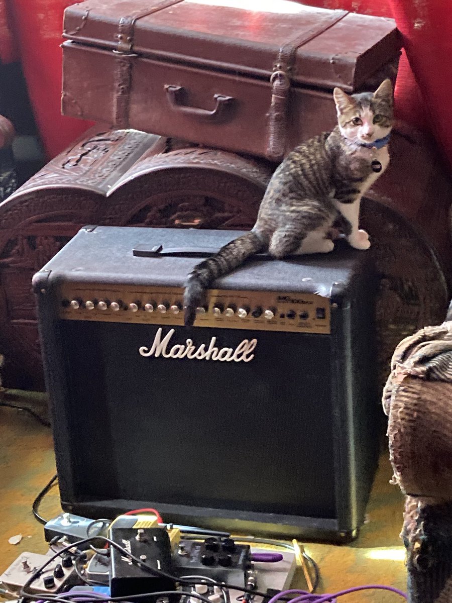 Tristan2Michael's tweet photo. @catsonamps this is Olly!
@MrsDViant
#CatsOnAmps
#CatsOfTwitter https://t.co/pbdooLH913