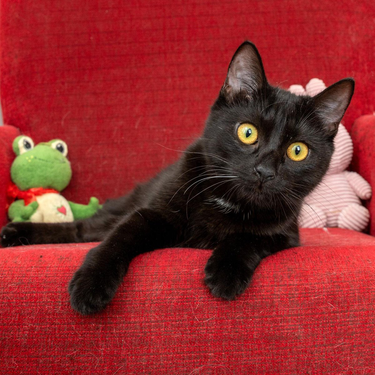 Puffy  5 aylık bir kız.Kucağınızdan inmeyen boynunuza sarılıp size öpücük veren, kuduruk bir yavru. Zamanı gelince kısırlaştırma desteği verilecek.İlan ile ilgilenenlerden semt ,yaş,meslek,çocuklarının yaşlarını WHATSAPP üzerinden belirtmelerini rica ediyoruz. Göztepe 05322351532