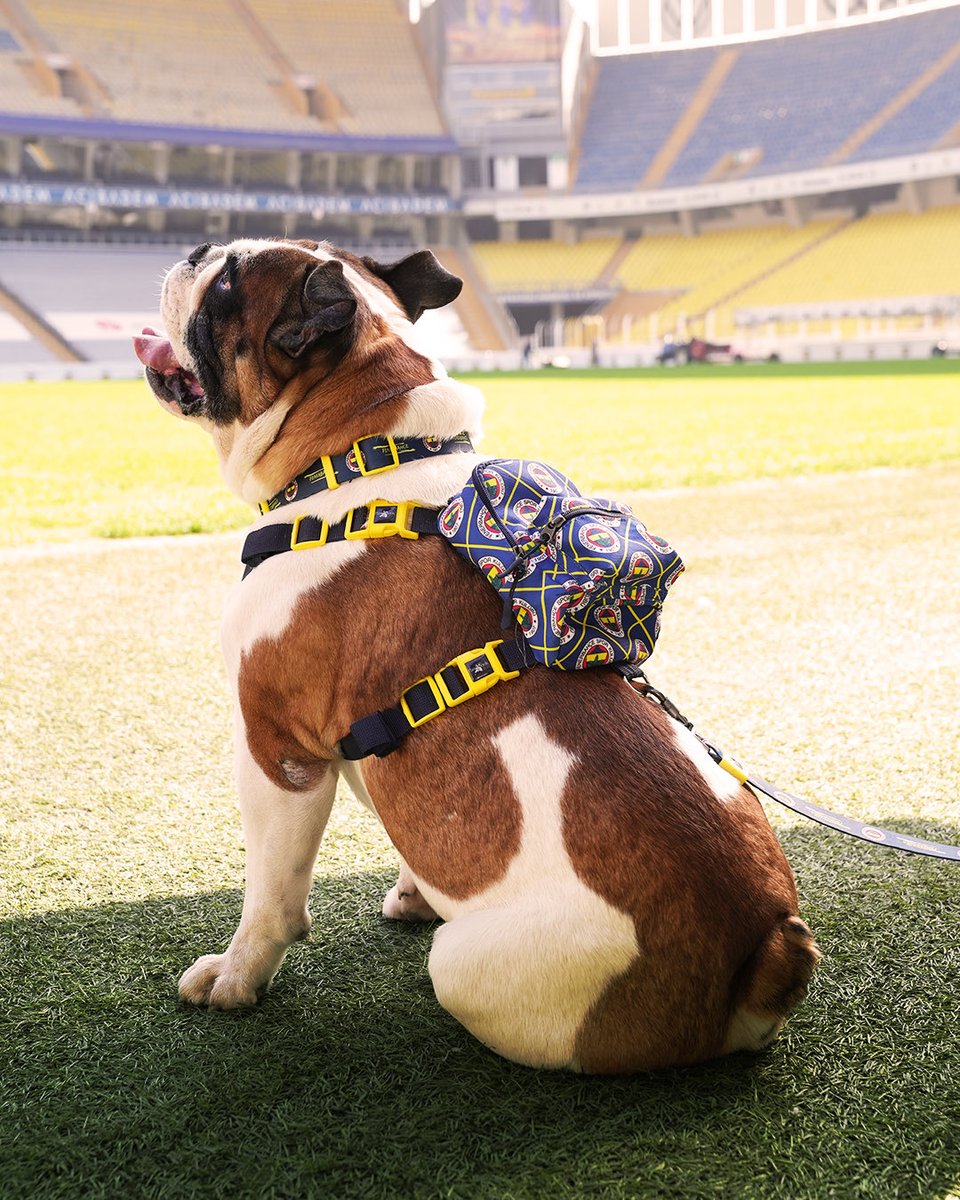 Fenerium patili dostlarımızın da yanında! 🐾

Pet koleksiyonumuzu keşfetmek için Fenerium Mağazaları ve fenerium.com’u ziyaret et!💛💙

🔗 fenerium.com/ev-yasam/pet-u…