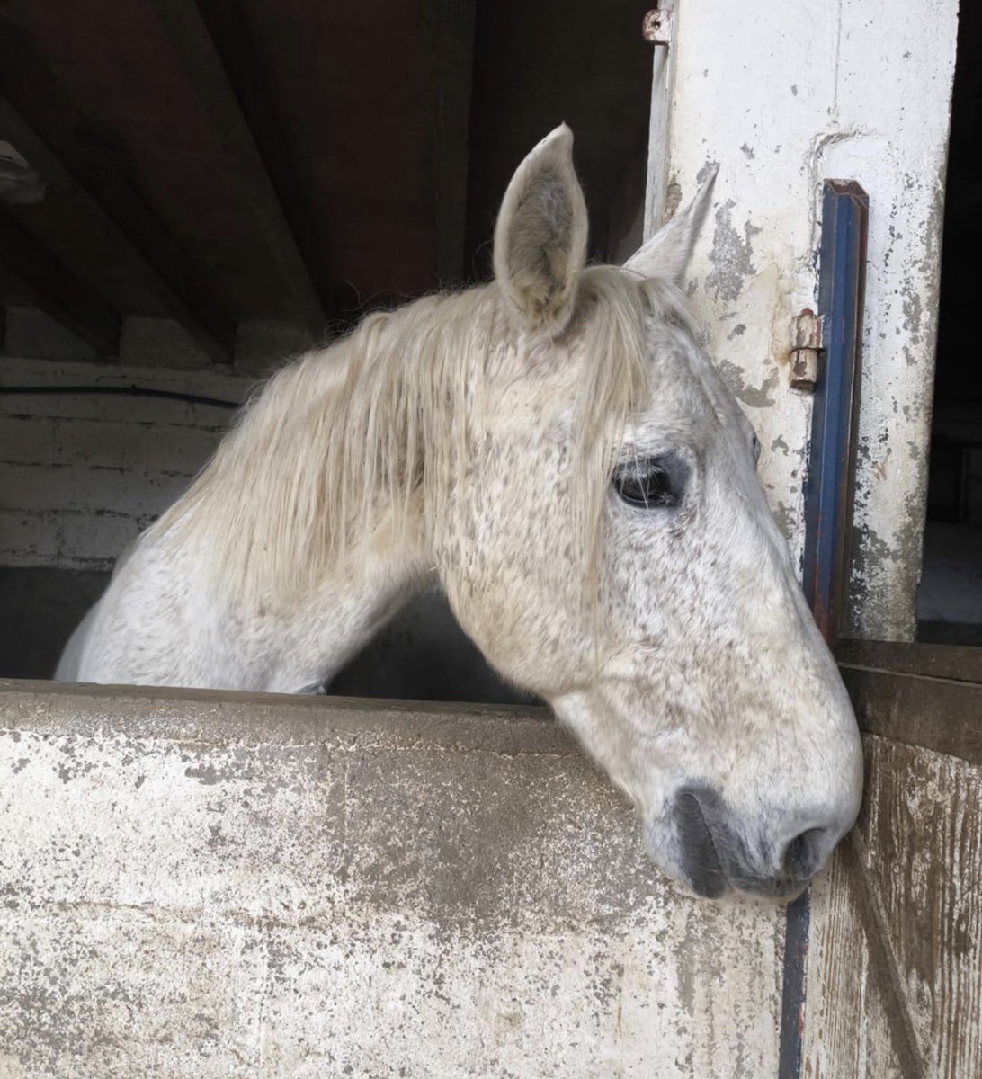 Ce petit cheval devait partir ce matin pour l’abattoir, heureusement il a été sauvé in extremis et récupéré par mes amies de l’association #CibouEtCompagnie Association de loi 1901 reconnue d'intérêt général que vous pouvez aider à partir de 1€ par mois teaming.net/associationcib…