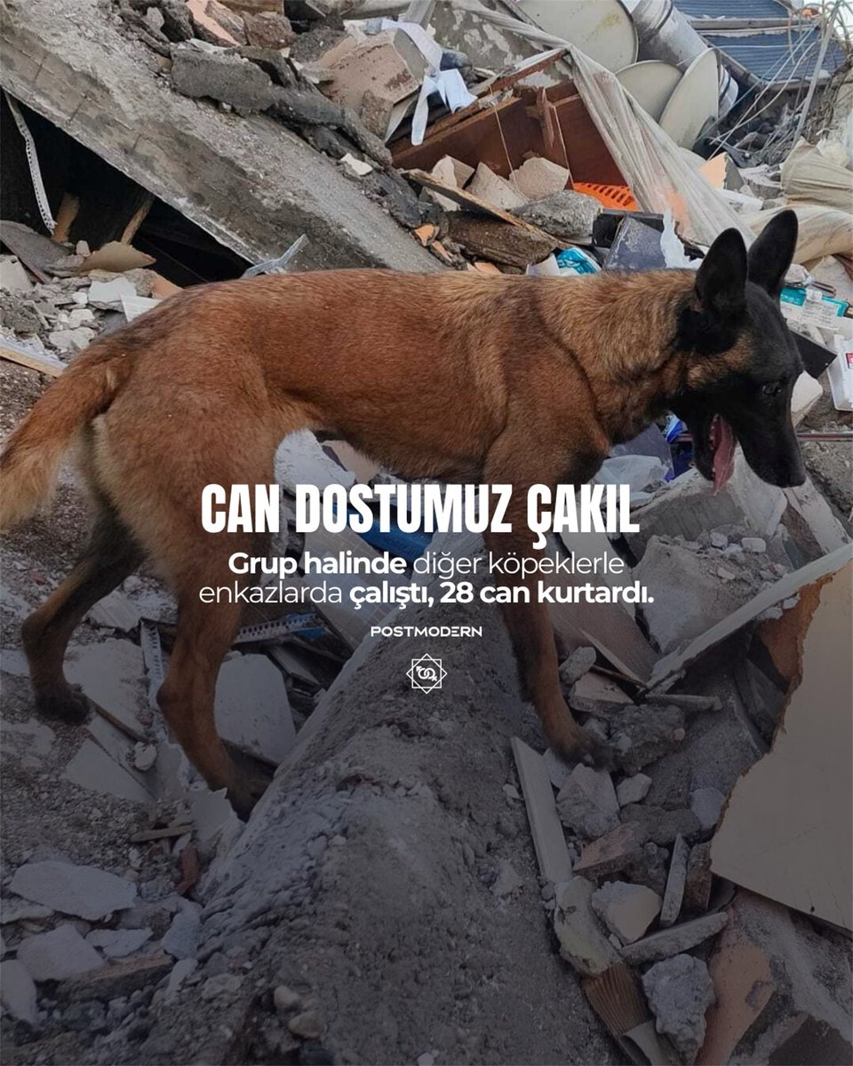 VI — ÇAKIL • Grup halinde diğer köpeklerle birlikte enkazlarda görev yaptı. 28 can kurtardı. Çakıl’ı saygıyla anıyoruz.