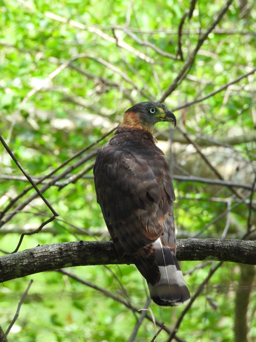 ProfePajarero's tweet photo. El gavilán caracolero selvatico o Milano picogarfio (Chondrohierax uncinatus)#SpamDePajaritosYSoloPajaritos #cornelllab #diadelasavesmigratorias #unesco #natgeo #ebird #ebirdcolombia #faunasilvestre #merlinbirdid #colombia #minambiente #GlobalBigDay #nikoncolombia https://t.co/S5CYR9xiYU