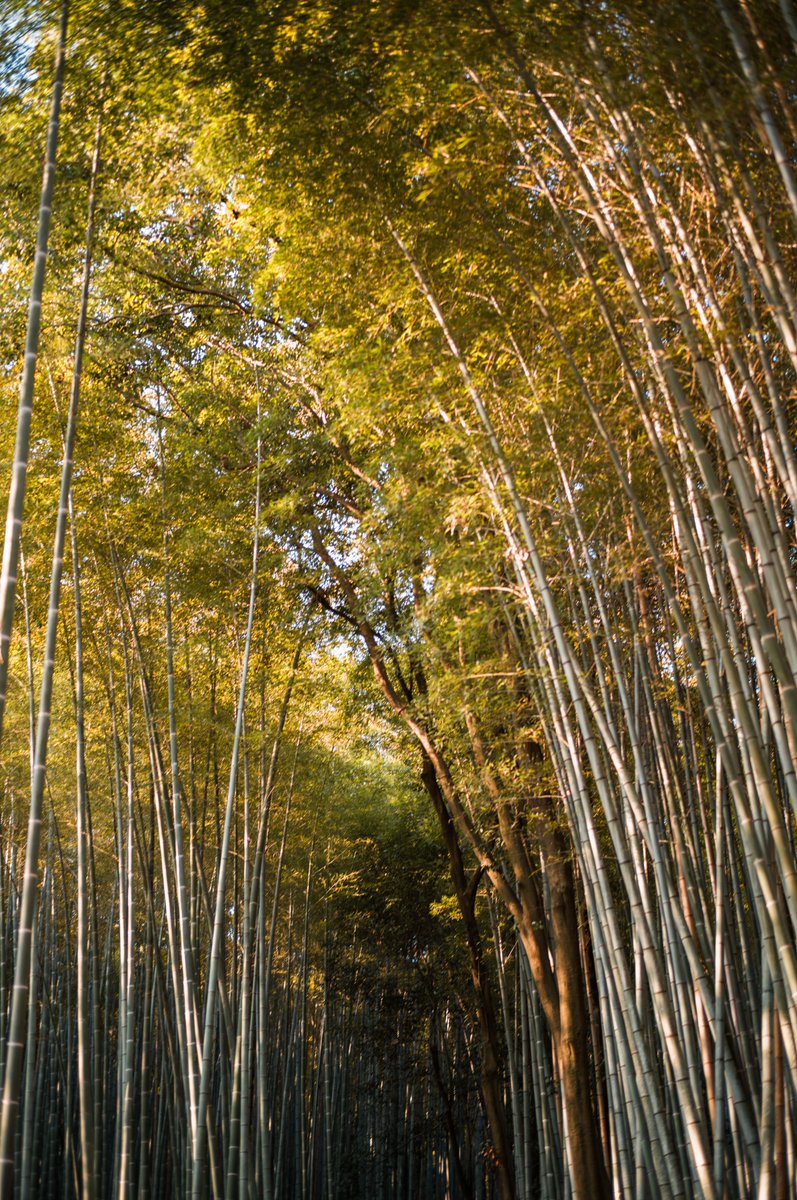 みかづき (@mic_azuki) on X