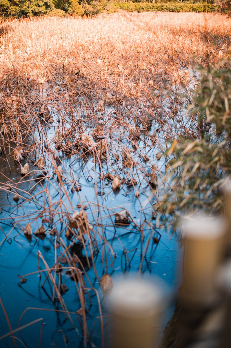 みかづき (@mic_azuki) on X