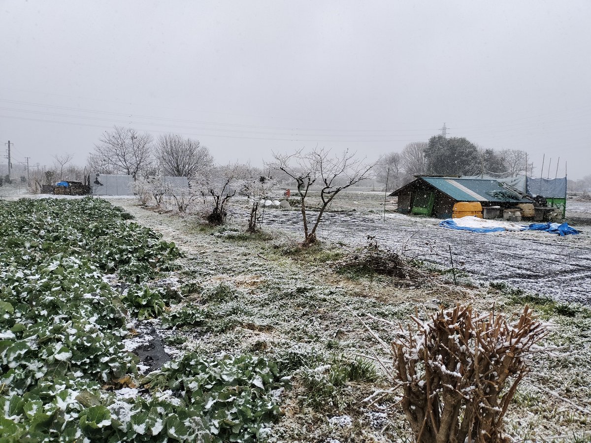 今日の東京地球農園は
しんしんと降る雪で真っ白に❄️

凍える寒さの中ですが、#焚き火 で暖を取りながら #農作業 を進めています。
雪を被った #野菜 たちは、寒さに耐えてさらに甘みを蓄えてくれそうです。
皆さまも、温かくして安全にお過ごしくださいね。

#あきる野市 #雪の畑 #農家