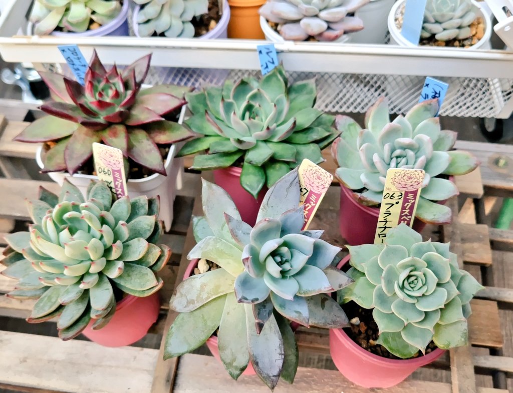 1年後 キレイに育てる難しさよ 好きに育ってもらっていいっちゃいい