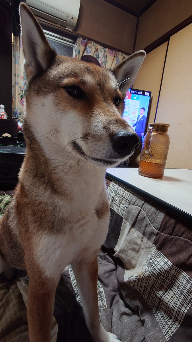 シュッとしたキツネのような顔立ち！
バッチリしたおめめ！！
怒られると困り眉になる！笑
クロワッサンみたいな巻いた尻尾もまた癒し！！