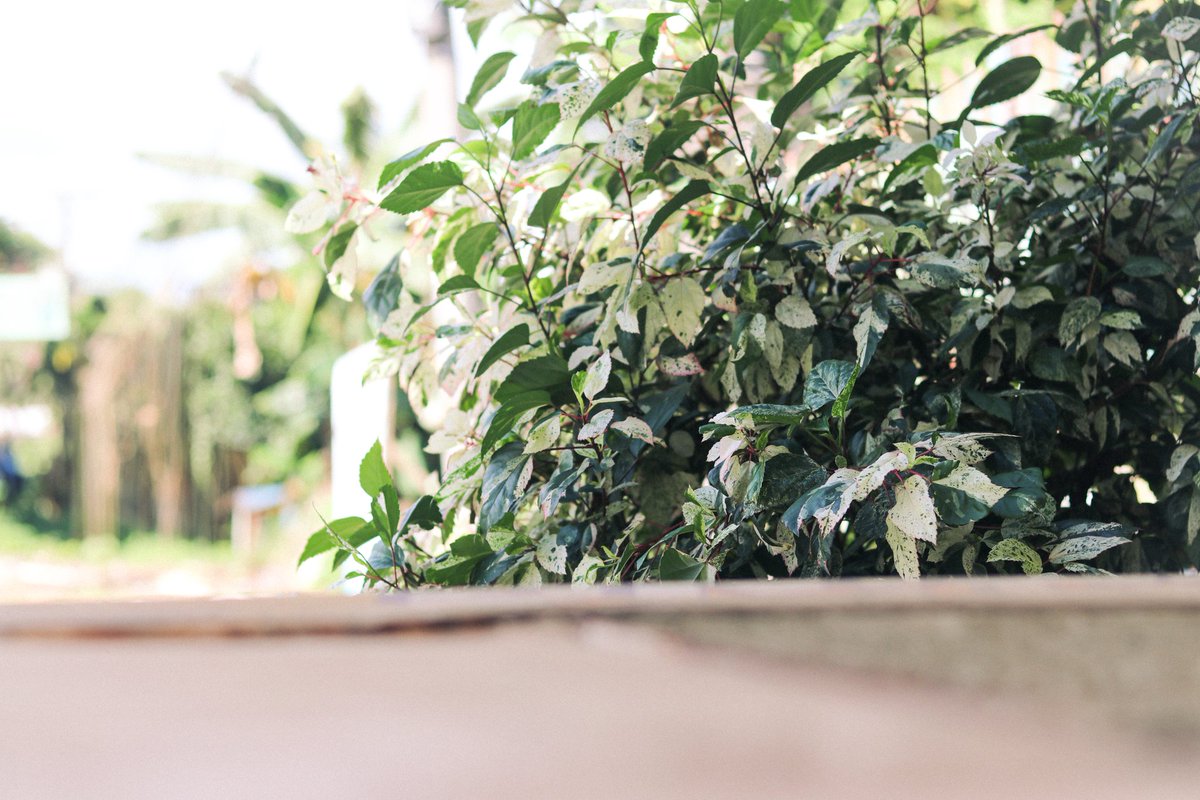 Ir_vin (@ilimson32980) on Twitter photo 