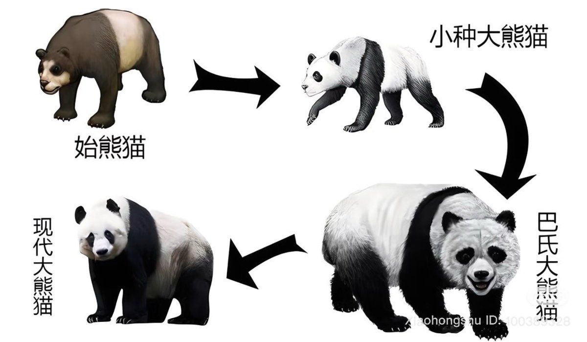 เคยอ่านเจอมาว่าเดิมทีแพนด้าเป็นสัตว์กินเนื้อ Anatomy แบบกินเนื้อเลย แต่เพราะลองกินไผ่แล้วอร่อย+ขี้เกียจ หลังๆเลยเลือกกินแต่ไผ่ และเพราะผันตัวมามังสวิรัติแบบนี้เลยต้องกินไผ่ผักผลไม้เยอะมากเพื่อให้พลังงานพอเพียง น้องเลยกินๆนอนๆจบวัน

เน้นใช้ชีวิตไม่เน้นรักษารอด🫣😅