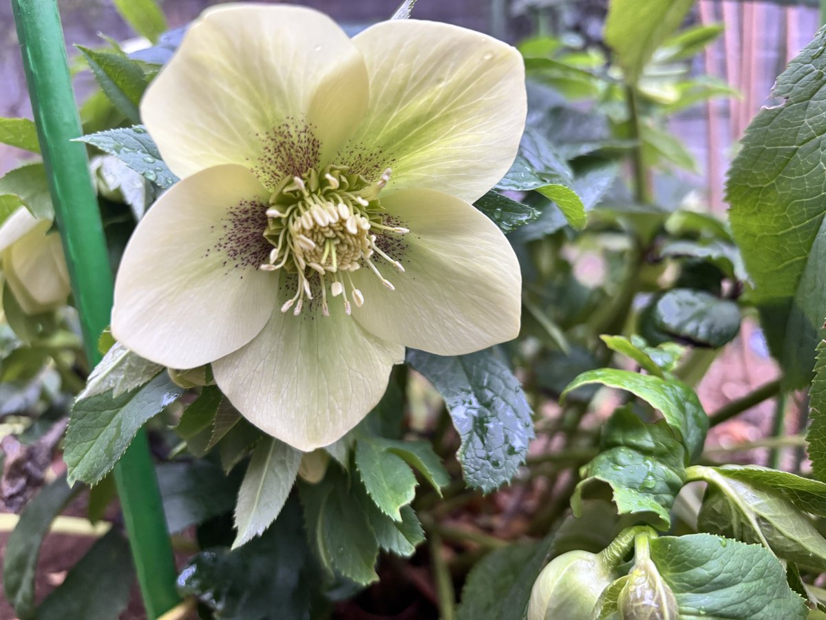 知らぬ間にクリスマスローズ咲いてた😊