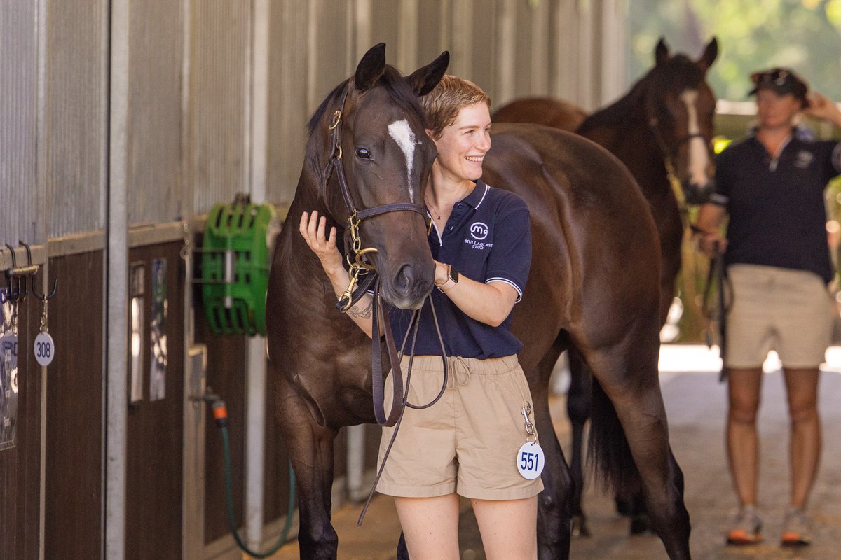 Mullaglass Stud tweet media