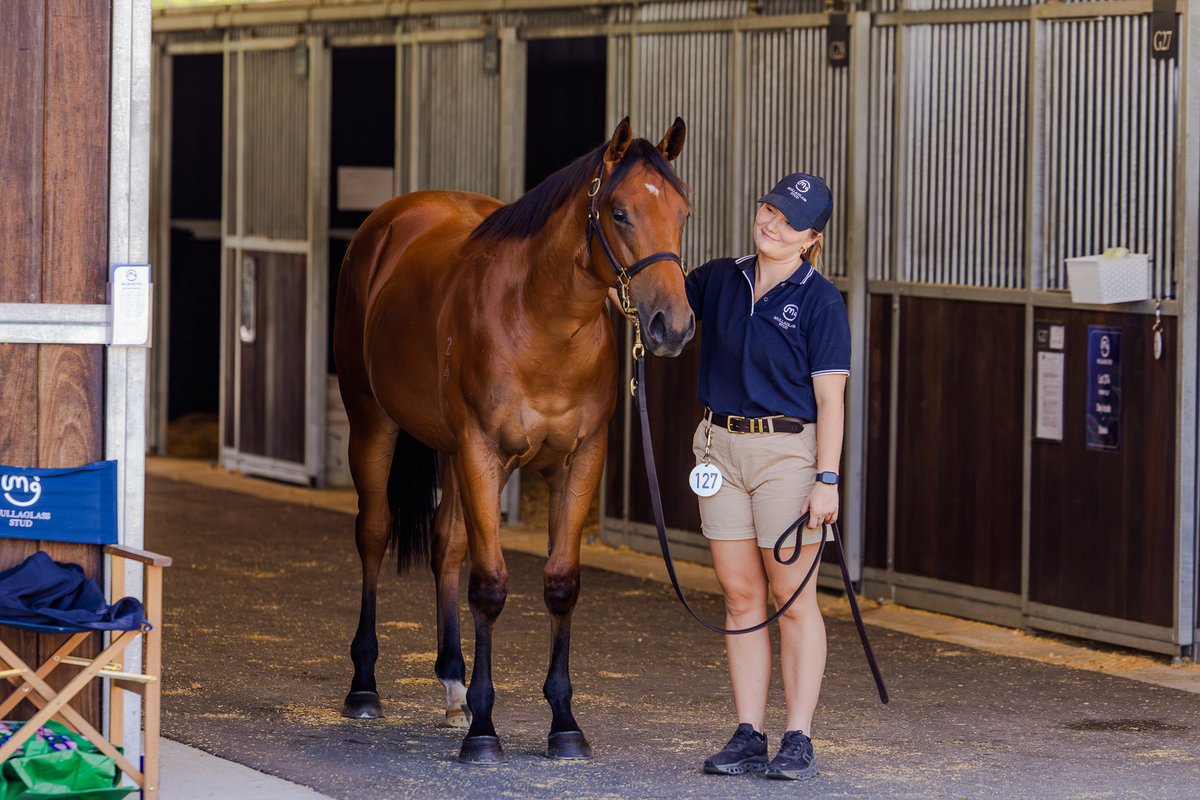 Mullaglass Stud tweet media